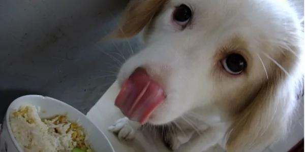 狗狗不听话偷吃东西 男主人教训它 狗狗竟和他吵起来了!