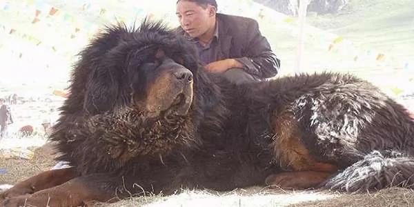 他牵一只百万藏獒出来炫耀 !没想到…没想到竟是这样!