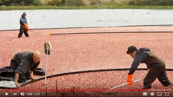 红色的海洋?又到了蔓越莓的采摘季 快来看看蔓越莓究竟有哪些好处