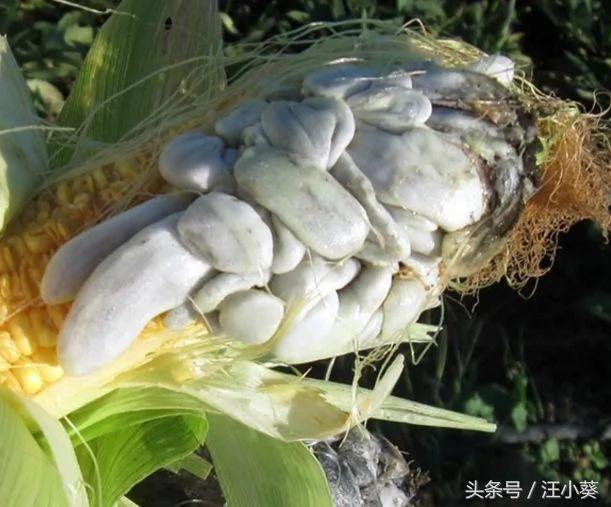 玉米得了病害“浑身长满脓包” 但在集市上却非常抢手!!