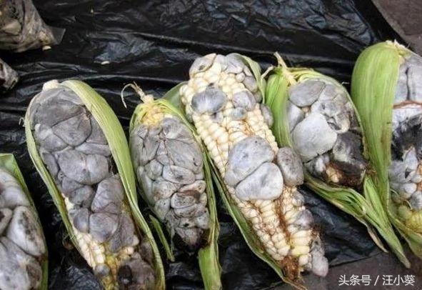 玉米得了病害“浑身长满脓包” 但在集市上却非常抢手!!