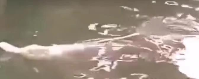 河里出现一个庞然大物 村民纷纷围观…0.38秒 不要眨眼睛 出现惊人一幕