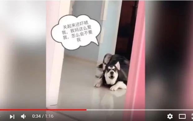 女主人对哈士奇说：你妈妈不要你了 哈士奇的反应亮了！