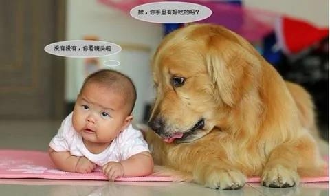 家里有宝宝可以养狗吗 家里有小孩适合养什么狗?