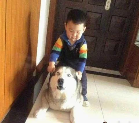 家里有宝宝可以养狗吗 家里有小孩适合养什么狗?