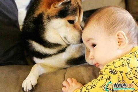 家里有宝宝可以养狗吗 家里有小孩适合养什么狗?