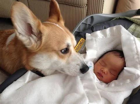 家里有宝宝可以养狗吗 家里有小孩适合养什么狗?
