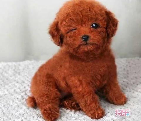 家里有宝宝可以养狗吗 家里有小孩适合养什么狗?