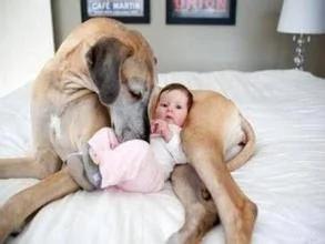 家里有宝宝可以养狗吗 家里有小孩适合养什么狗?