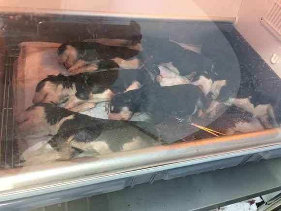 哈妈难产只好“剖腹产下十胎” 哈妈因此”拒喂奶 主人超头痛!