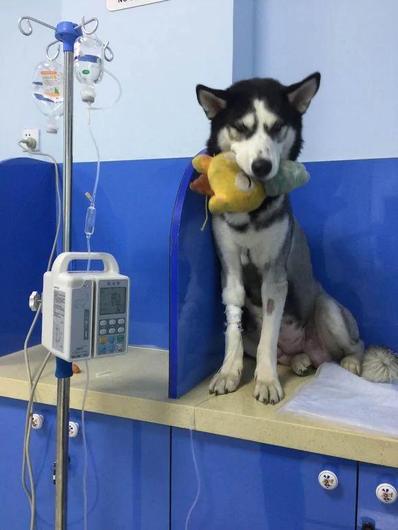 哈妈难产只好“剖腹产下十胎” 哈妈因此”拒喂奶 主人超头痛!