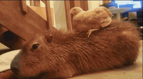 这只“生物”每次都会招来一整排动物 连鳄鱼都…