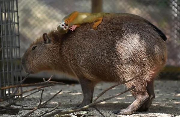 这只“生物”每次都会招来一整排动物 连鳄鱼都…
