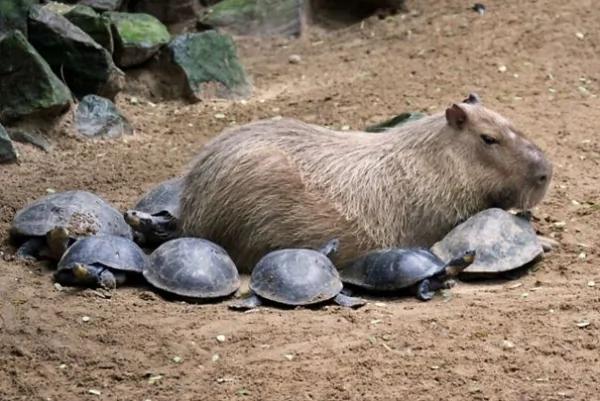 这只“生物”每次都会招来一整排动物 连鳄鱼都…
