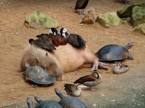 这只“生物”每次都会招来一整排动物 连鳄鱼都…