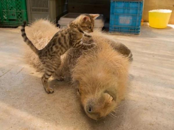 这只“生物”每次都会招来一整排动物 连鳄鱼都…
