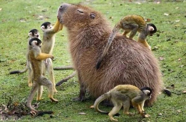 这只“生物”每次都会招来一整排动物 连鳄鱼都…