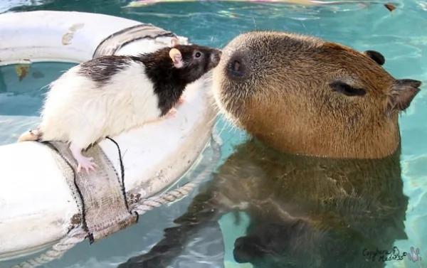 这只“生物”每次都会招来一整排动物 连鳄鱼都…