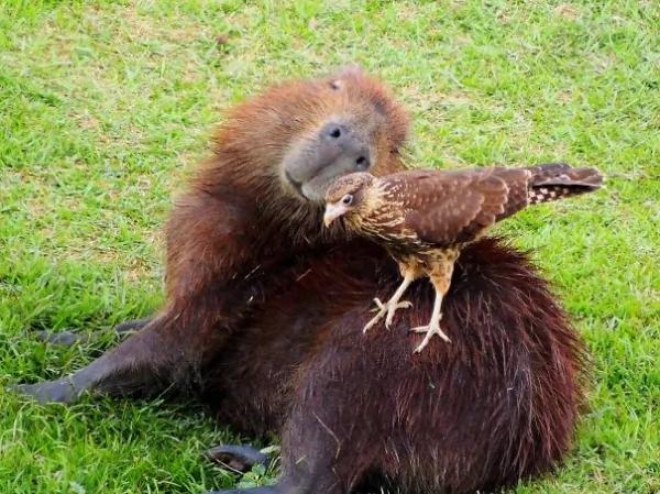 这只“生物”每次都会招来一整排动物 连鳄鱼都…
