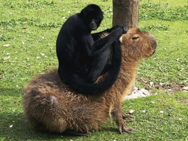 这只“生物”每次都会招来一整排动物 连鳄鱼都…