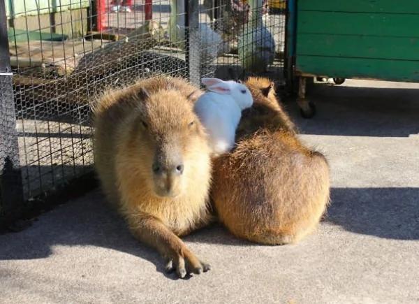 这只“生物”每次都会招来一整排动物 连鳄鱼都…