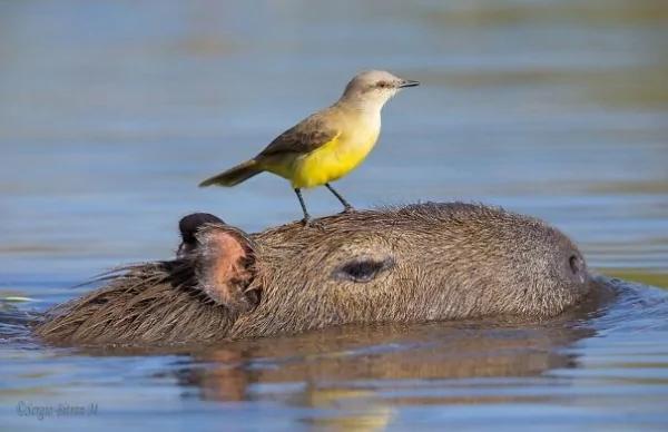 这只“生物”每次都会招来一整排动物 连鳄鱼都…