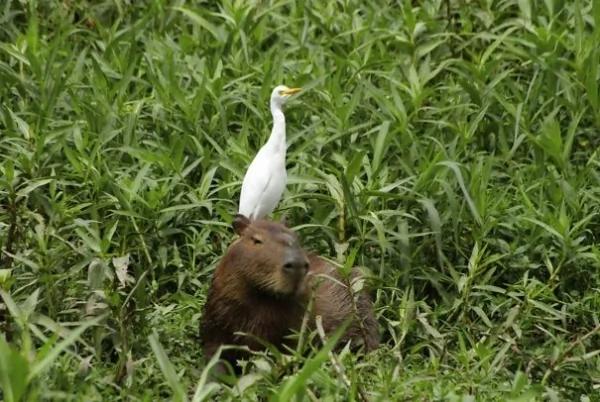 这只“生物”每次都会招来一整排动物 连鳄鱼都…