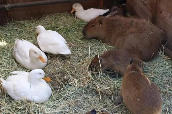 这只“生物”每次都会招来一整排动物 连鳄鱼都…