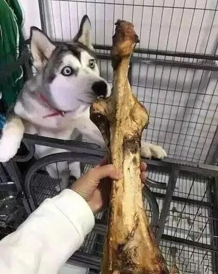 二哈看着眼前的巨无霸骨头吓懵了 眼睛都看直了!