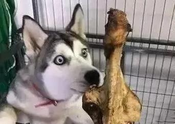 二哈看着眼前的巨无霸骨头吓懵了 眼睛都看直了!