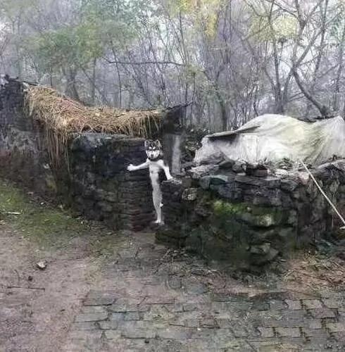 二哈看着眼前的巨无霸骨头吓懵了 眼睛都看直了!