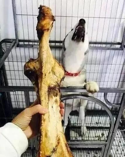 二哈看着眼前的巨无霸骨头吓懵了 眼睛都看直了!