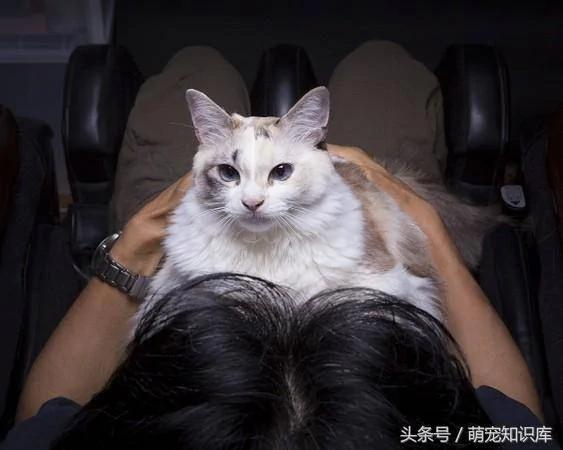 猫咪不明显的“6种撒娇方法”…你发现了吗?