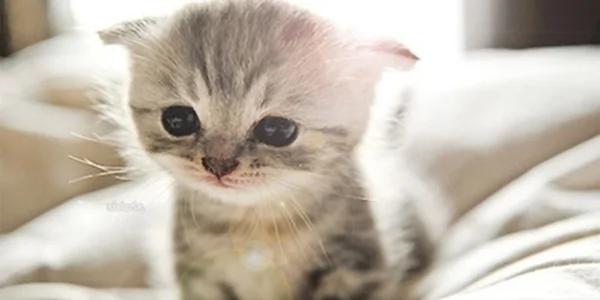 3岁小女孩捡到一只小猫 还以为是小松鼠 让爸爸啼笑皆非!