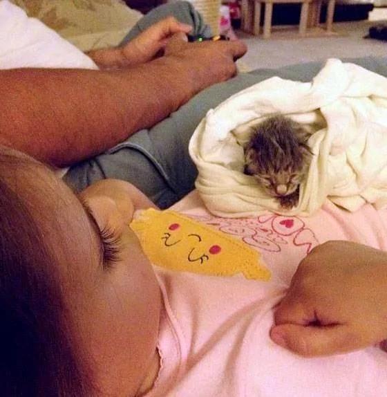 3岁小女孩捡到一只小猫 还以为是小松鼠 让爸爸啼笑皆非!