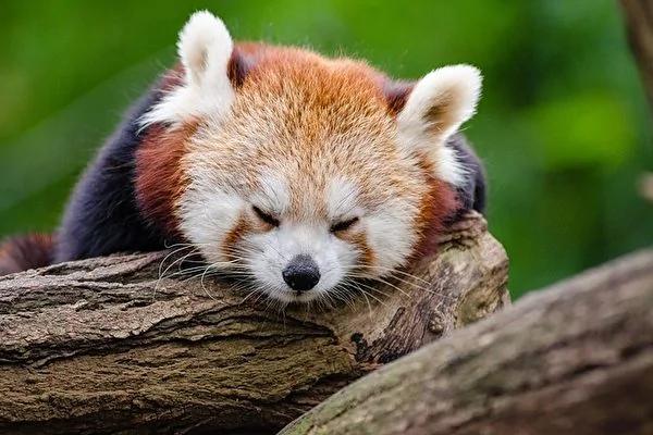 小熊猫像猫一样可爱 却是濒危物种