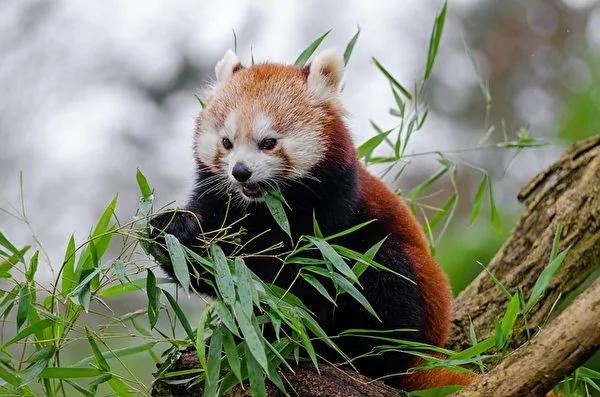 小熊猫像猫一样可爱 却是濒危物种