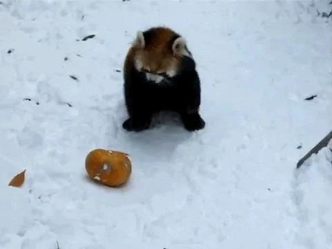 小熊猫像猫一样可爱 却是濒危物种