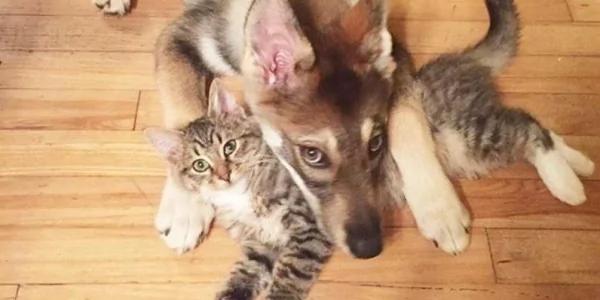 主人带哈士奇去收容所领养了小猫回家 它们竟然…