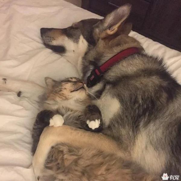 主人带哈士奇去收容所领养了小猫回家 它们竟然…