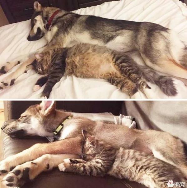 主人带哈士奇去收容所领养了小猫回家 它们竟然…