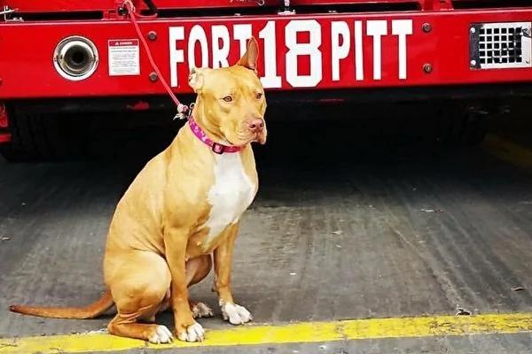 获救比特犬送消防站 没想到消防员竟“扣留”了它!