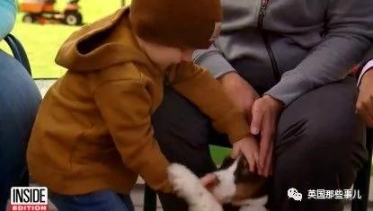 2岁小男孩夜晚野外失踪 多亏了两只忠心的汪星人