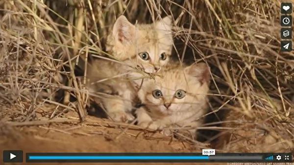 科学家首次拍到沙漠猫宝宝 超可爱的!