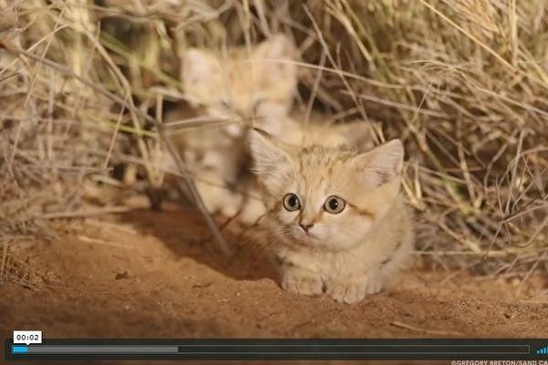 科学家首次拍到沙漠猫宝宝 超可爱的!