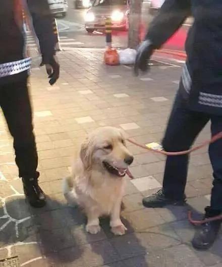金毛抢劫超市 可警察叔叔都不好意思抓它…