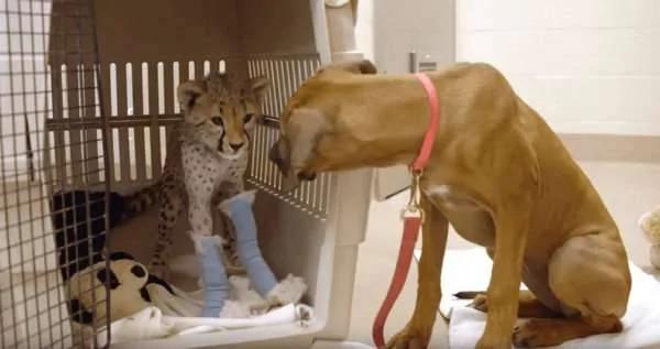 小狗给小猎豹作伴 结果一起长大的它们 再也分不开了!