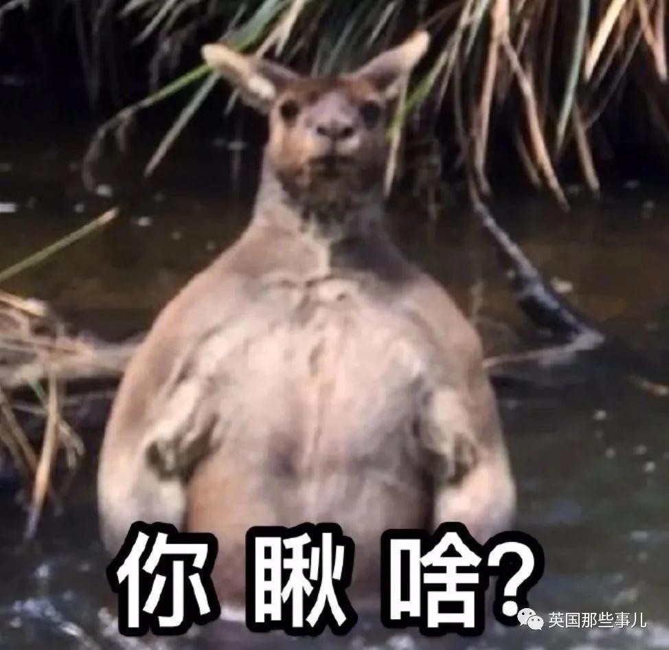 活久见!野外突然看到只两米高的肌肉袋鼠在洗澡
