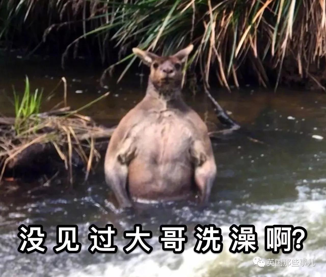 活久见!野外突然看到只两米高的肌肉袋鼠在洗澡