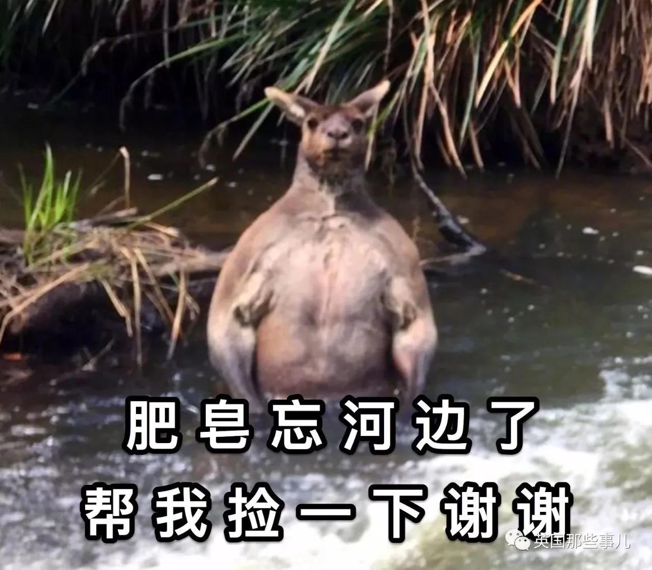 活久见!野外突然看到只两米高的肌肉袋鼠在洗澡
